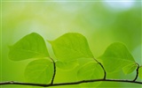 Green leaf photo wallpaper (5) #13