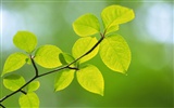 Green leaf photo wallpaper (5) #15