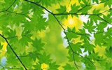 Green leaf photo wallpaper (5) #17