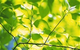 Green leaf photo wallpaper (5) #18