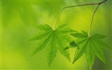Green leaf photo wallpaper (5) #20