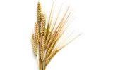 Пшеница обои (1) #3