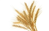 小麦の壁紙 (1) #4