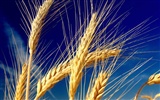Пшеница обои (1) #5