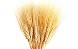 Пшеница обои (1) #11