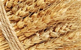 Пшеница обои (1) #15