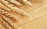 小麦の壁紙 (1) #16