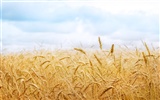 Fond d'écran du blé (1) #17
