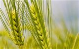Fond d'écran du blé (2)