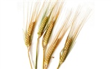 Пшеница обои (2) #4