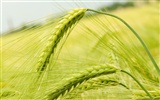 Пшеница обои (2) #5