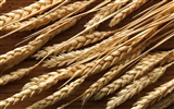 Fond d'écran du blé (2) #7
