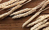 Пшеница обои (2) #8