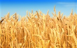 Fond d'écran du blé (2) #45919