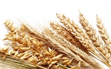 Пшеница обои (2) #16