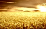 Fond d'écran du blé (2) #18