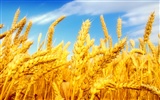 Fond d'écran du blé (2) #19