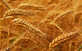 Пшеница обои (2) #20