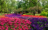 Xiangshan jardín principios del verano (obras barras de refuerzo) #9