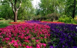 Xiangshan jardín principios del verano (obras barras de refuerzo) #10