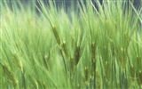 The wheat field wallpaper (1) #4