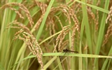 Le fond d'écran champ de blé (1) #6