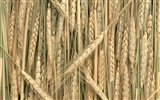 The wheat field wallpaper (1) #7