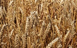 The wheat field wallpaper (1) #8