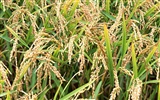 Le fond d'écran champ de blé (1) #9