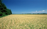 The wheat field wallpaper (1) #13