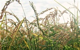 Le fond d'écran champ de blé (1) #16