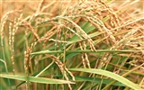 Le fond d'écran champ de blé (1) #17