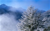 Snow wallpaper collection (1) #17
