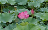 Rose Garden of the Lotus (rebar works) #2