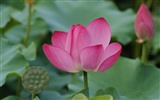 Rose Garden of the Lotus (rebar works) #8