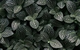 1680 květiny zelený list na pozadí tapetu (3) #3