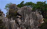 Stone Lesní v souladu Yunnan (2) (Khitan vlk práce) #4
