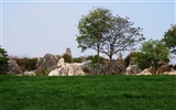 Каменный лес в провинции Юньнань линии (2) (работ киданей волка) #28