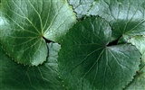 1680 Blumen grünes Blatt Hintergrundbild (5) #4