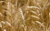 Пшеница обои (3) #2