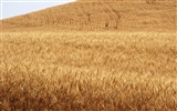 Wheat wallpaper (3) #5