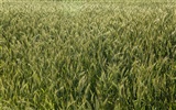 Fond d'écran du blé (3) #7