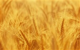 Пшеница обои (3) #8