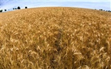 Пшеница обои (3) #12