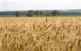 Пшеница обои (3) #13
