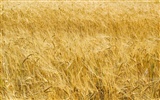 Пшеница обои (3) #16