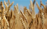 Пшеница обои (3) #17