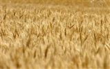 Пшеница обои (3) #18