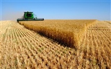 Fond d'écran du blé (4)
