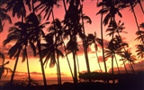 Fond d'écran Palm arbre coucher de soleil (2) #3